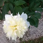 Fioccomare Lejlighed